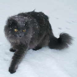 Chantilly-Tiffany Cat