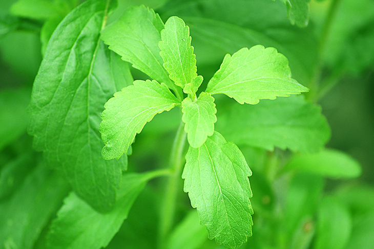 Stevia
