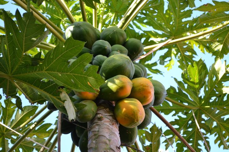 Mango tree